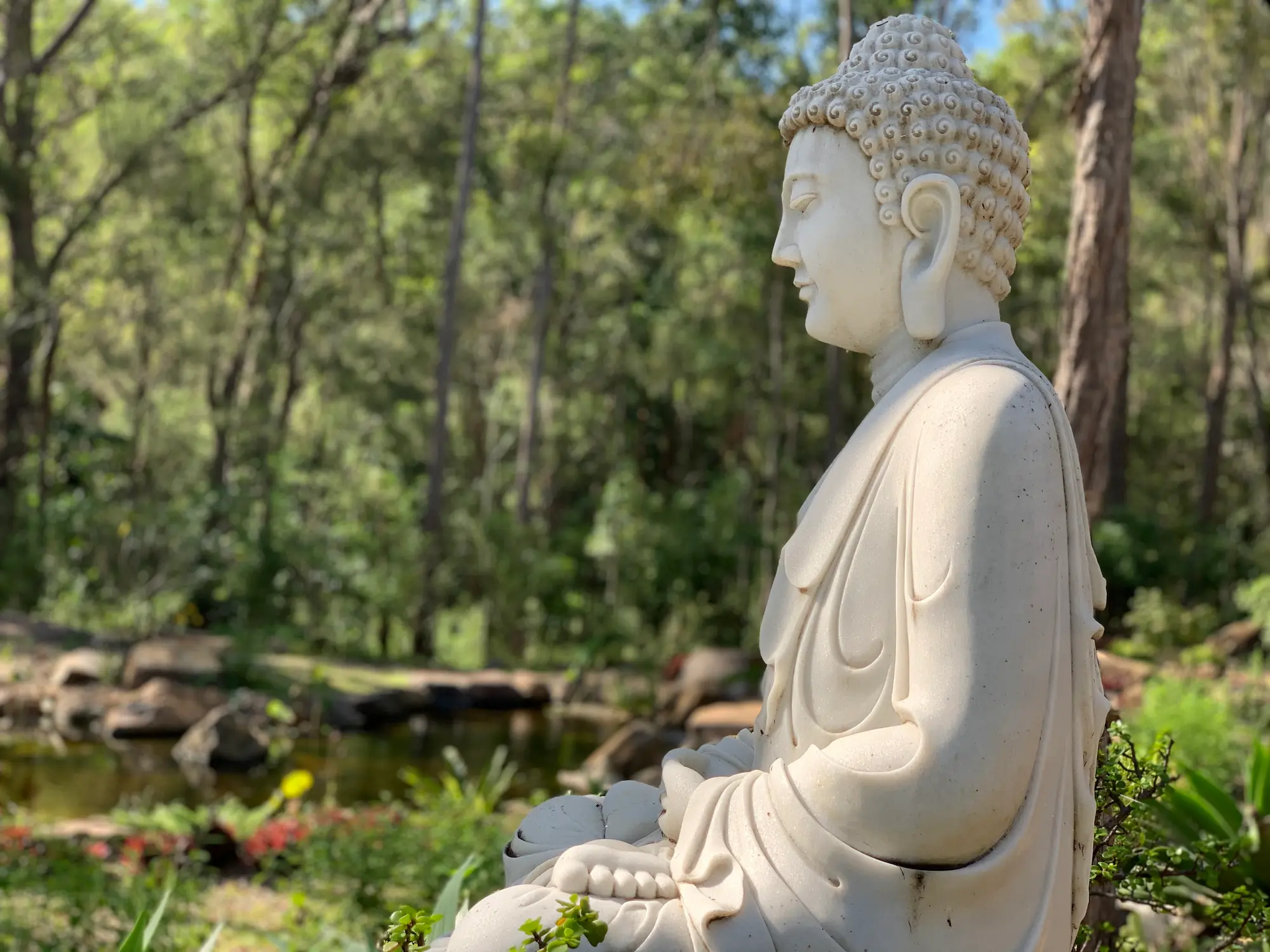 Buddha statue by the lotus pond at Gold Coast Dharma Realm